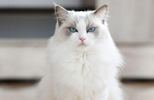 Mỗi người sẽ có những quan niệm khác nhau về việc mơ thấy mèo trắng